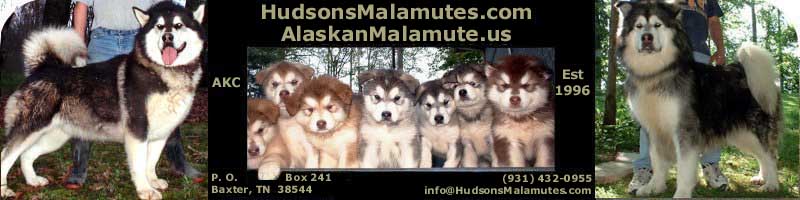 Hudsons Alaskan Malamutes - AKC bred for temperment, quality and size