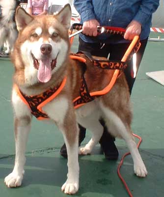 Hudsons Malamutes - Blaze - AMCA Nationals 2007