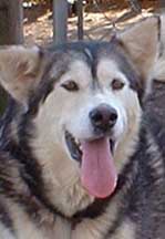 Hudsons Malamutes - Cherokee