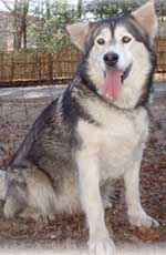Hudsons Malamutes - Cherokee