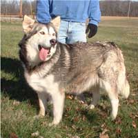 Hudsons Malamutes - Cherokee