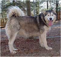 Hudsons Malamutes - Cherokee