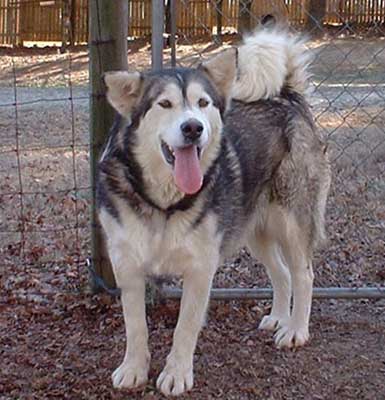 Hudsons Malamutes - Cherokee