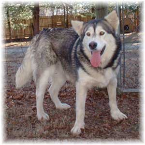 Hudsons Malamutes - Cherokee