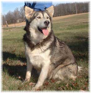 Hudsons Malamutes - Cherokee