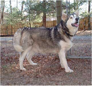 Hudsons Malamutes - Cherokee