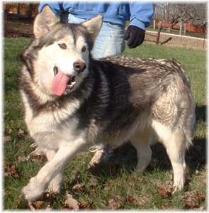 Hudsons Malamutes - Cherokee