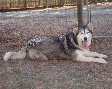 Hudsons Malamutes - Cherokee