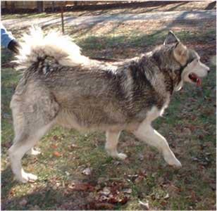 Hudsons Malamutes - Cherokee