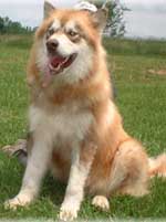 Hudsons Malamutes - Drifter