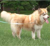 Hudsons Malamutes - Drifter