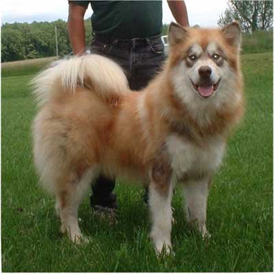 Hudsons Malamutes - Drifter