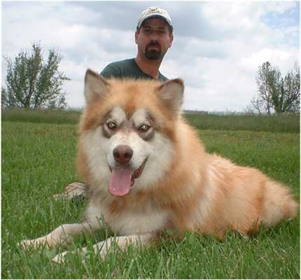 Hudsons Malamutes - Drifter
