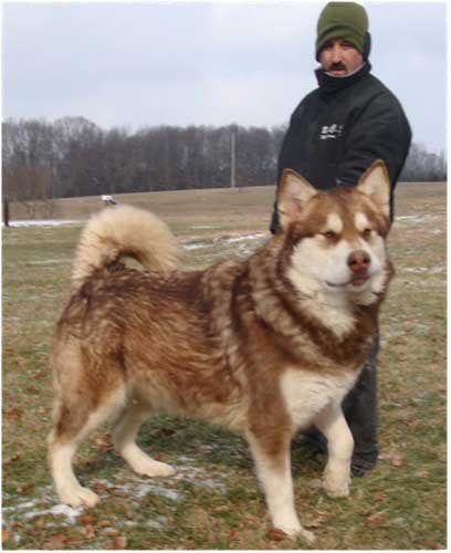 Hudson's huskies hot sale and malamutes