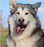 Hudsons Malamutes - Kallie