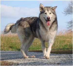 Hudsons Malamutes - Kallie