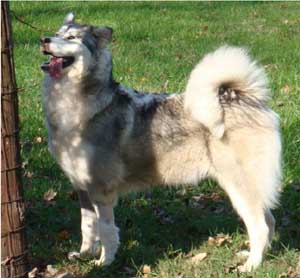 Hudsons Malamutes - Kallie
