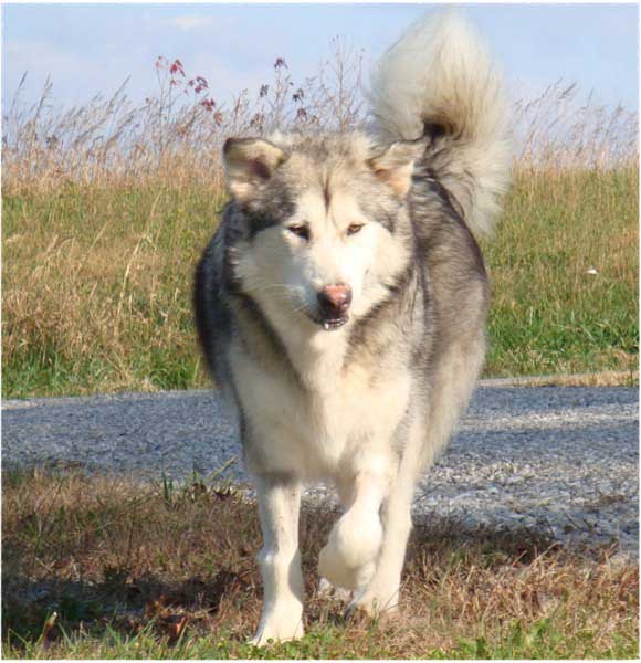 Hudsons Malamutes - Kallie