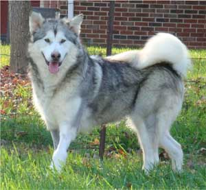 Hudsons Malamutes - Kallie
