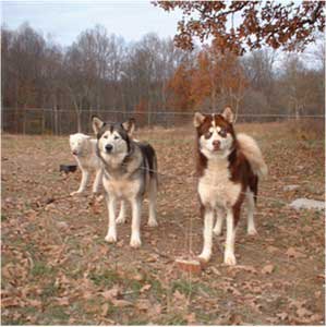 Hudsons Malamutes - Kodak