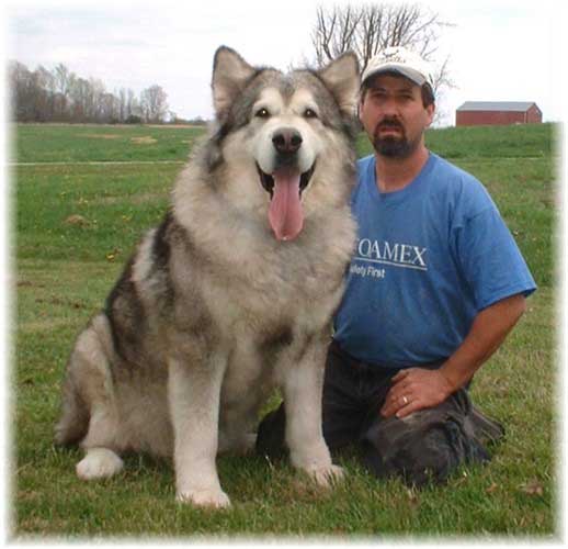 Hudsons Malamutes - Konan