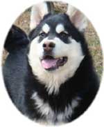Hudsons Malamutes - Korah