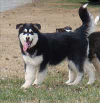 Hudsons Malamutes - Korah