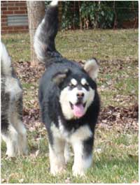 Hudsons Malamutes - Korah