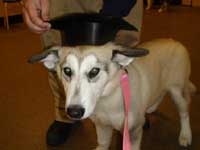 Hudsons Malamutes - Maya - Puppy Kindergarten graduate