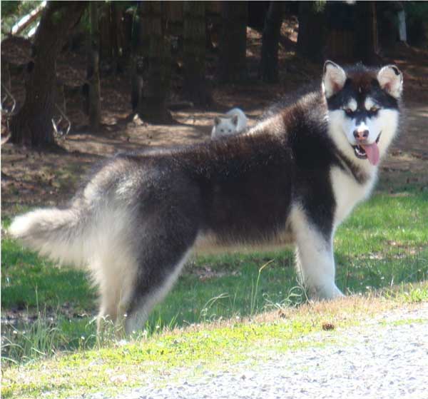 Hudsons Malamutes - Nuka