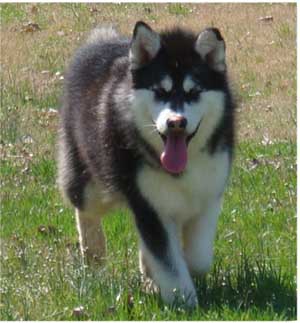 Hudsons Malamutes - Nuka