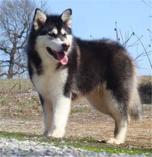 Hudsons Malamutes - Nuka
