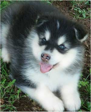 Hudsons Malamutes - Nuka
