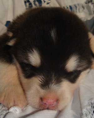 Hudsons Malamutes - Nuka