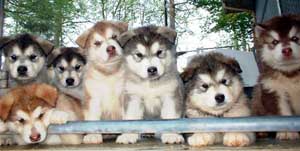 Hudsons Malamutes -  Puppies, puppies, puppies - Rubys rainbow puppies!