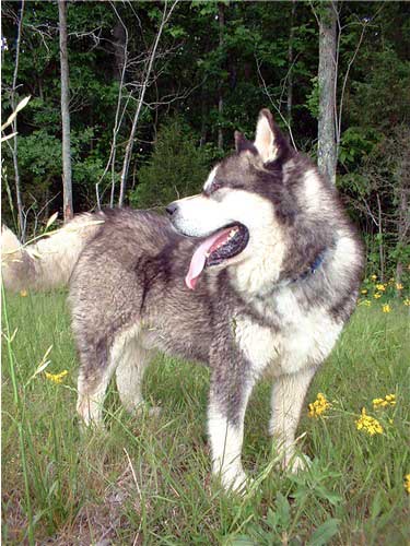 Hudsons Malamutes - The Boys - Sampson - Having Fun