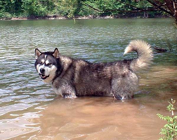 Hudsons Malamutes - The Boys Sampson - Having Fun