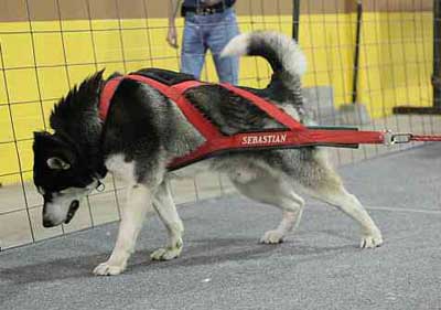 Hudons Malamutes - Sebastian