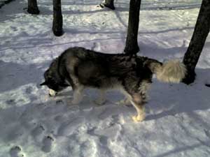 Hudsons Malamutes - Arctic