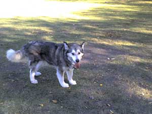 Hudsons Malamutes - Arctic