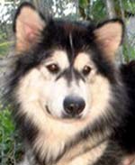 Hudsons Malamutes - A'rea