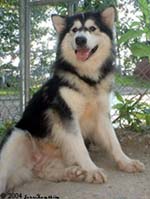 Hudsons Malamutes - A'rea
