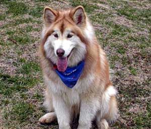 red and white malamute