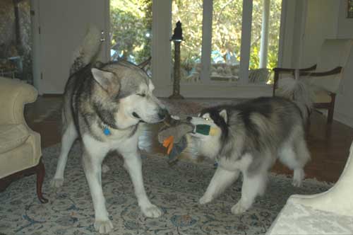 Hudsons Malamutes - Glacier