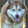 Hudsons Kami - Red/White Alaskan Malamute