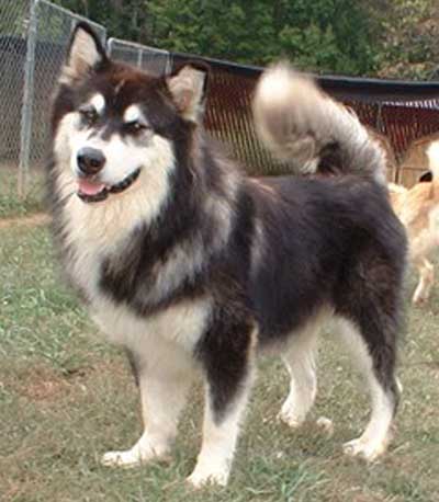 Hudsons Malamutes - Legand