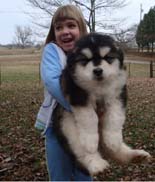 Hudson's Malamutes - Adorable Black Fluffy Alaskan Malamute Puppy! - A Puppy is a big investment. You have to have love and understanding. You have to have a commitment to training.