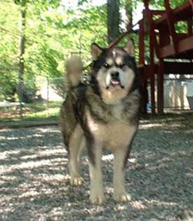 Hudsons Malamutes - Sampson