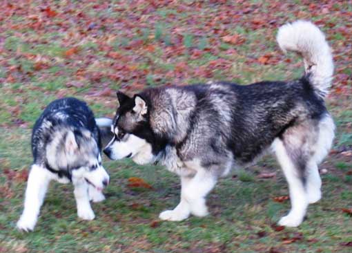 Hudsons Malamutes - Sampson