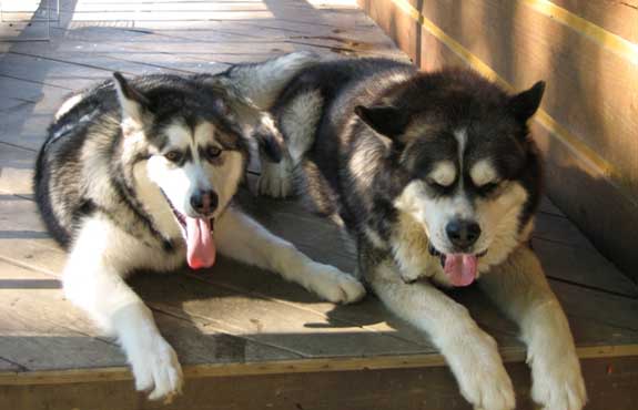 Hudsons Malamutes - Sampson